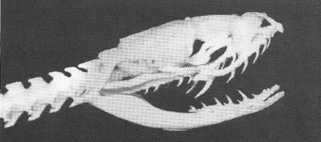 Se a serpente possui uma dentição áglifa, quer dizer que ela não possui dentes especializados para inocular peçonha, se for opistóglifa, há um par de dentes na parte posterior da