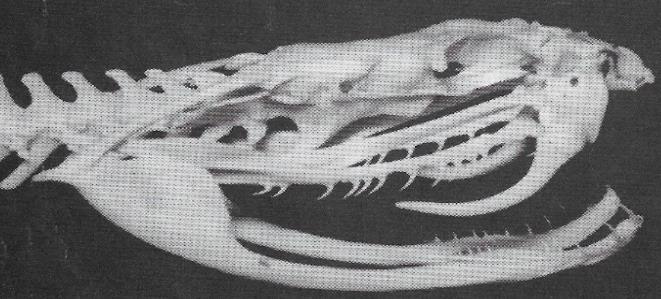 (a) (b) (c) (d) Figura 2- Os quatro padrões de dentição das serpentes: a) serpente com dentição áglifa, b) serpente com dentição opistóglifa, c) serpente com dentição proteróglifa, d)