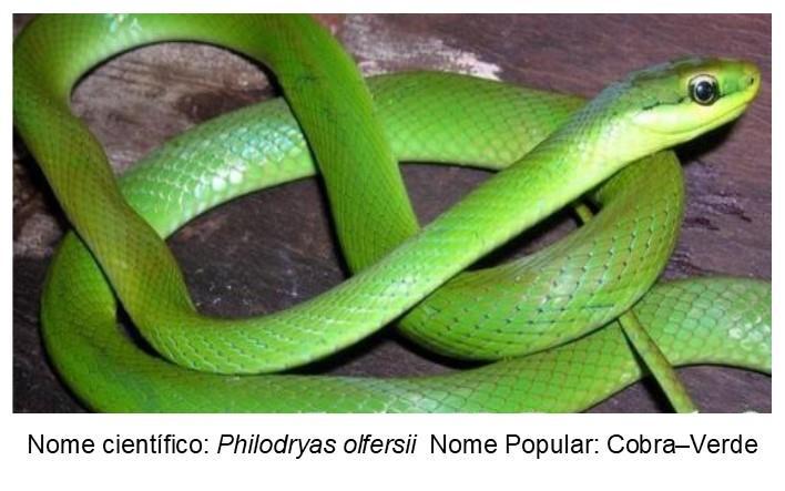 Philodryas olfersii, Cobra-Verde