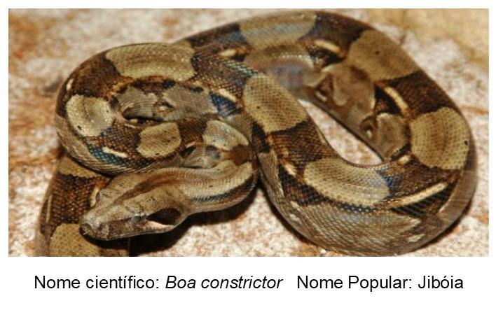 Boa constrictor, Jiboia Figura