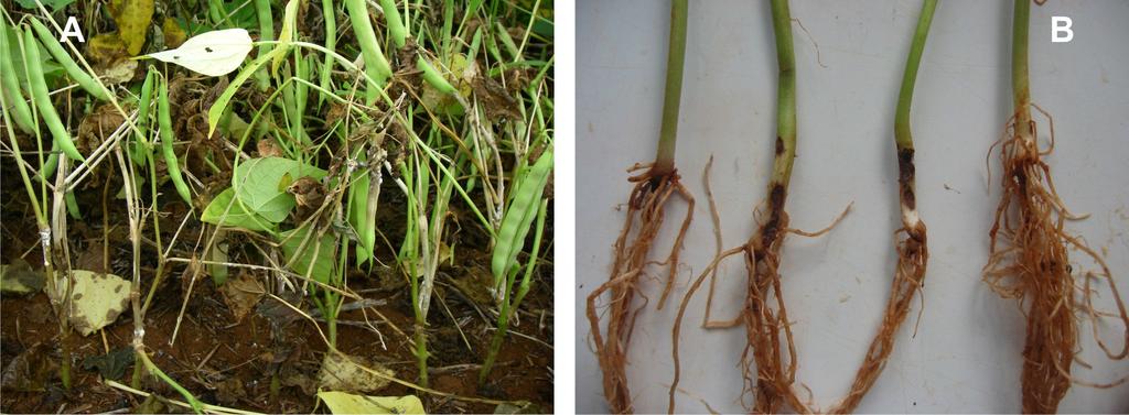 A combinação entre massa e alta relação C/N faz com que a camada de palha disposta sobre o solo tenha degradação mais lenta em relação à de outras espécies, como milho, sorgo ou milheto.