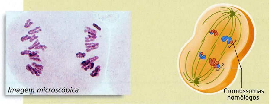 Meiose Anafase I Nesta fase, os cromossomas homólogos separam-se (redução cromática) e afastam-se para pólos opostos.