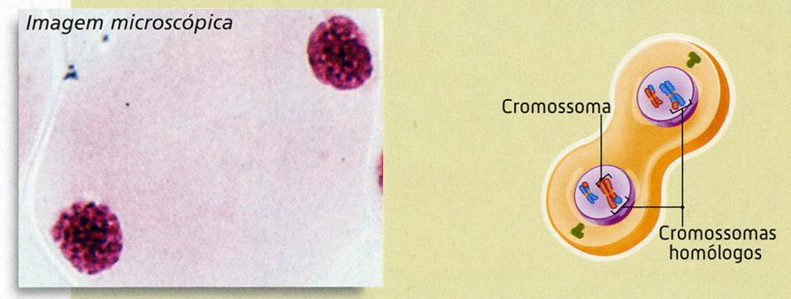 Meiose Telofase I Nesta fase, após chegarem aos pólos, os cromossomas começam a sua desespiralizacão, tornando-se finos e longos.