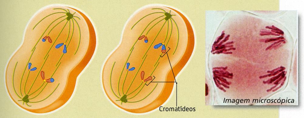Meiose Anafase II Nesta fase, ocorre a divisão do centrómero e dá-se a ascensão polar, isto é, os cromatídios do mesmo