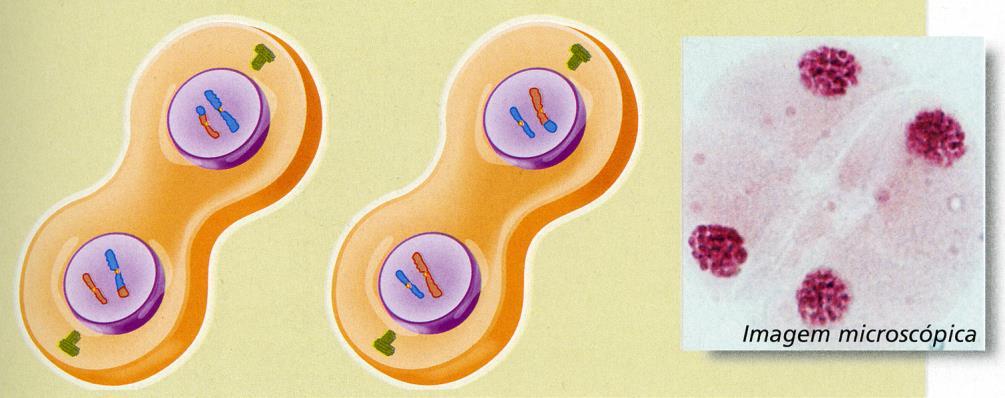 Meiose Telofase II Na telofase II, os cromossomas atingem os pólos e iniciam a sua desespiralização, tornando-se finos, longos e invisíveis ao microscópio.