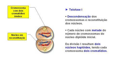 Meiose