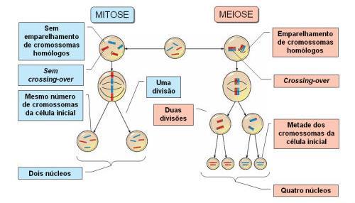 Mitose e