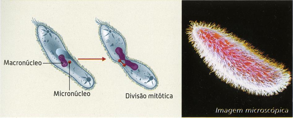 Reprodução Assexuada Estratégias Bipartição ou