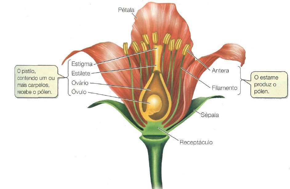 Estruturas sexuais