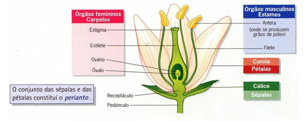 Estruturas sexuais