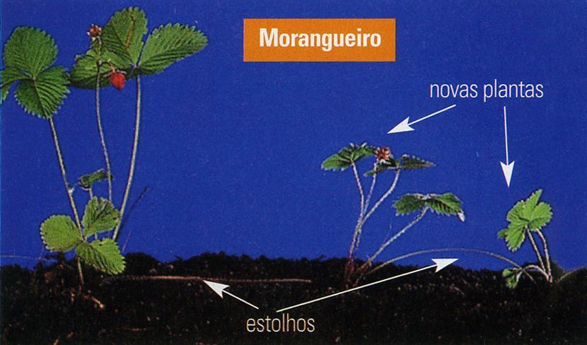 Reprodução Assexuada Estratégias Multiplicação Vegetativa Natural - Estolhos: os morangueiros