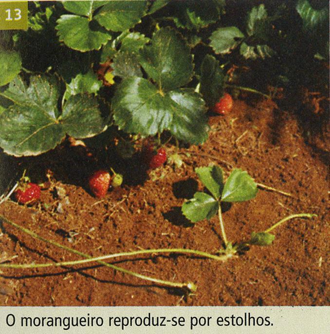 ), por exemplo, produzem plantas novas em caules prostrados chamados estoihos.