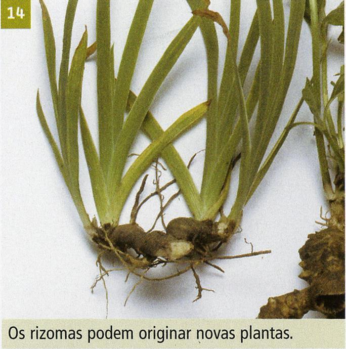 Reprodução Assexuada Estratégias Multiplicação Vegetativa Natural - Rizomas: certas plantas, como o lírio (Lilium sp.), o bambu (Bambusa sp.