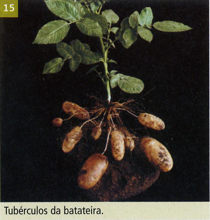 Reprodução Assexuada Estratégias Multiplicação Vegetativa Natural - Tubérculos: os tubérculos são caules subterrâneos volumosos e ricos em substâncias de reserva, dos