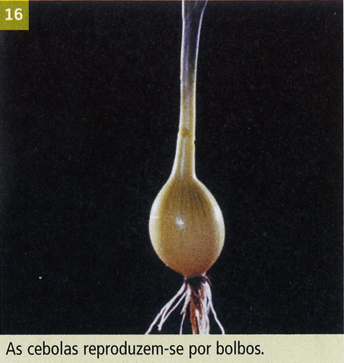 Reprodução Assexuada Estratégias Multiplicação Vegetativa Natural - Bolbos: plantas como a cebola (Allium cepa) ou as tulipas (Tulipa sp.) possuem bolbos.