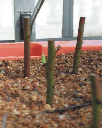 Porção de caule, folha ou raiz é cultivada num substrato de