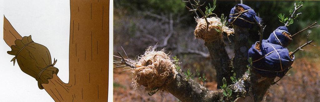 Reprodução Assexuada Estratégias Multiplicação Vegetativa Artificial - Mergulhia: Este tipo de multiplicação vegetativa consiste em dobrar um ramo da planta até