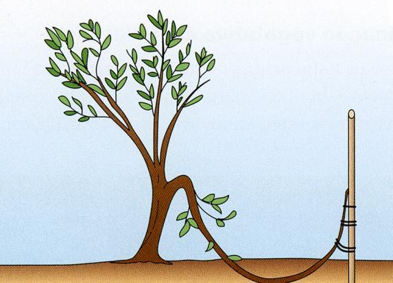 A alporquia é uma variante da mergulhia e usa-se na impossibilidade de dobrar o ramo da planta até ao solo.