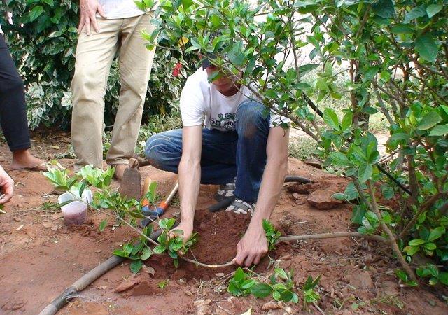 Mergulhia Dobra-se um ramo da planta e enterra-se no solo para criar raízes.