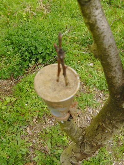 Enxertia Juntam-se as superfícies cortadas de duas plantas de espécies afins.