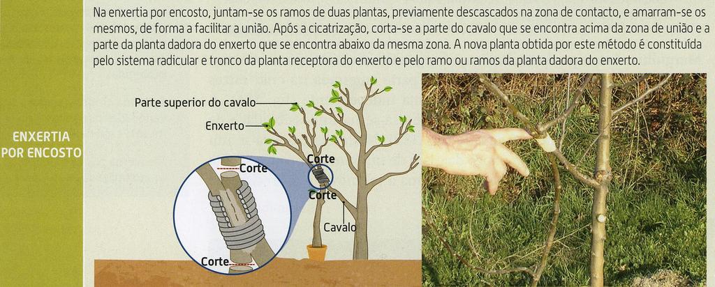 Reprodução Assexuada Estratégias