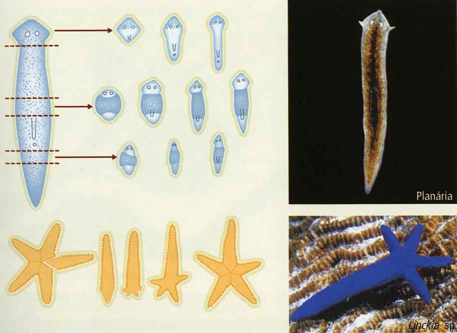 Reprodução Assexuada Estratégias Fragmentação As planárias e