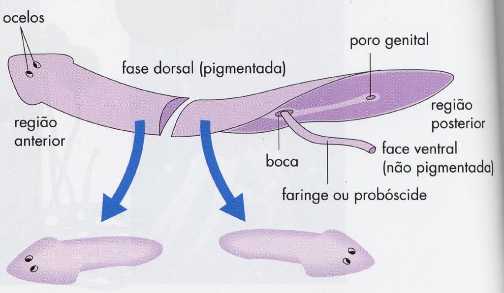 Reprodução