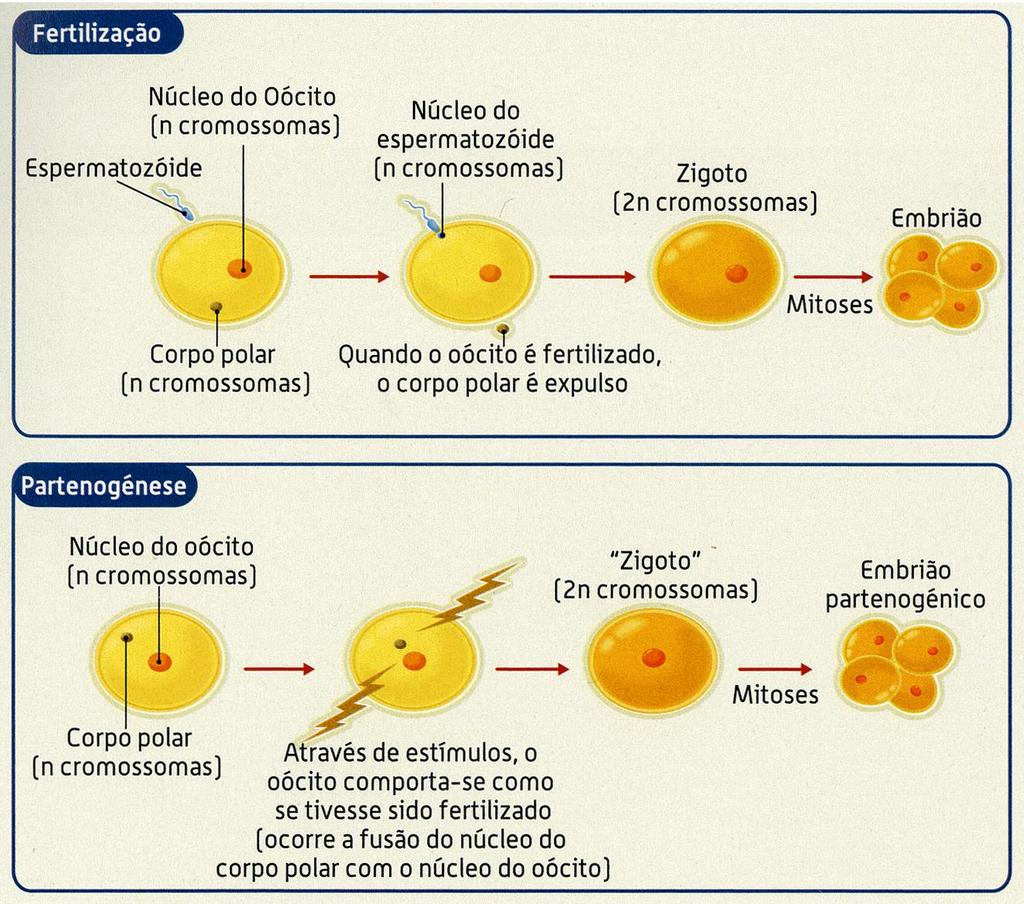 Comparação entre a