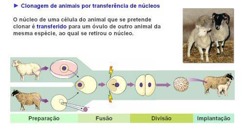 Clonagem por