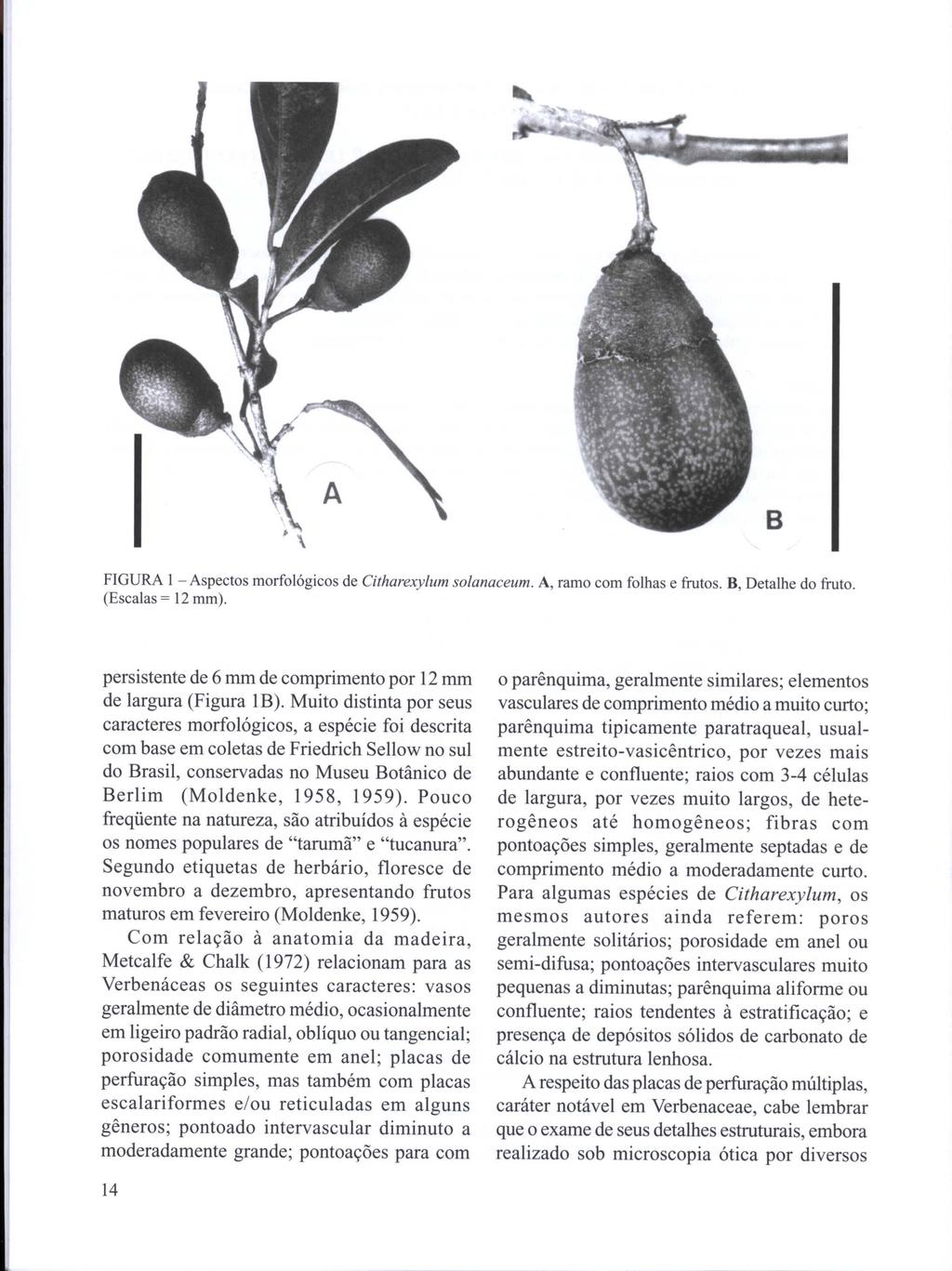 B FIGURA 1 - Aspectos morfológicos de Citharexylum solanaceum. A, ramo com folhas e frutos. B, Detalhe do fruto. (Escalas = 12 mm). persistente de 6 mm de comprimento por 12 mm de largura (Figura lb).