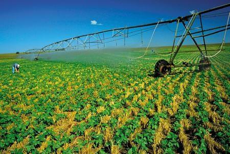 Irrigação Culturas irrigadas apresentam condições microclimáticas diferenciadas dos cultivos de