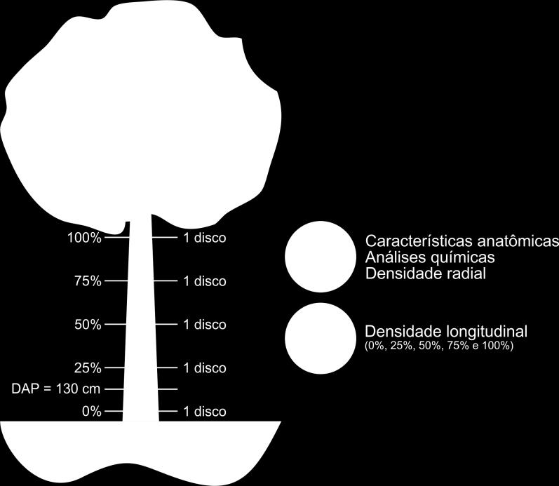 27 comprimento comercial das árvores provenientes de plantios com cinco anos e da parte superior das árvores dos plantios com 13 anos.