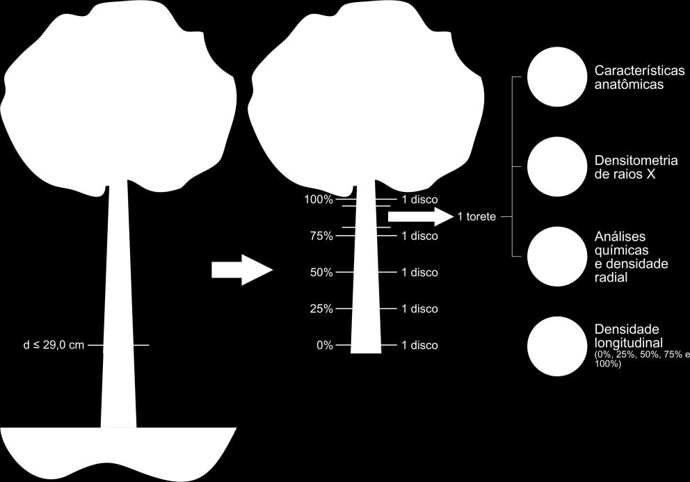 28 Também foi amostrado um torete das árvores com 13 anos com dimensão equivalente ao DAP médio (15 cm) apresentado pelas árvores com cinco anos, do qual foram retirados três discos.