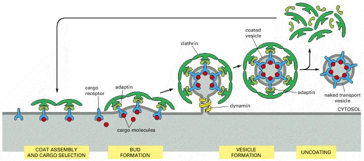 A formação das vesículas revestidas é mediada pela a montagem do seu
