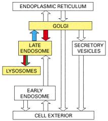 Transporte entre o Ap. Golgi e os lisossomas http://www.ncbi.nlm.nih.gov/books/bv.