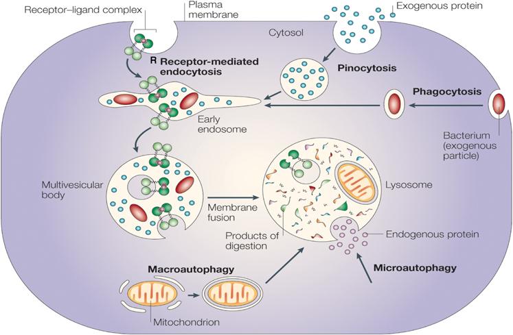 Funções dos lisossomas Ciechanover, A. (2005) Cell Death Differ.
