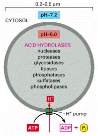 Os lisossomas têm tipicamente um ph acídico mantido por uma bomba