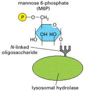 Reconhecimento e transporte de hidrolases
