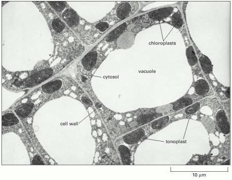 Vacúolos http://www.ncbi.nlm.nih.