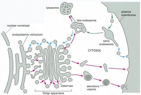 Vias de tráfego biossintético, endocítico e retentivos