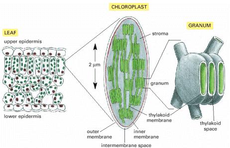 Os cloroplastos assemelham-se estruturalmente aos mitocôndrios, possuindo um