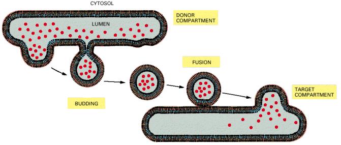 Tráfico intracelular é conseguido através da formação e fusão de vesículas entre