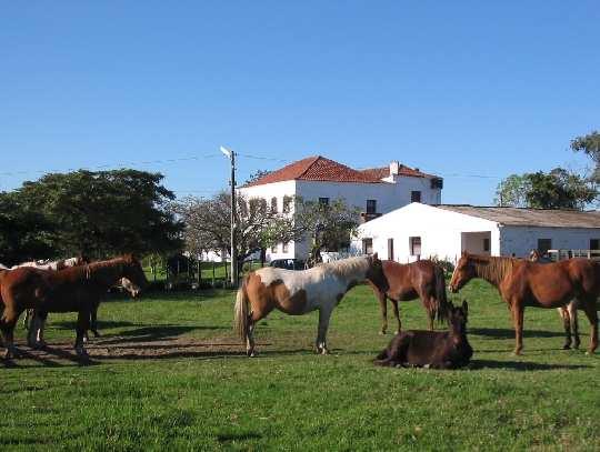 70 FAZENDA ROFIMA - Ao acordar você gosta de tomar