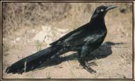 A águia-calçada (Hieraaetus pennatus) é uma ave de rapina monogâmica e territorial, visitante estival da Europa, que passa o Inverno na África subsaariana.