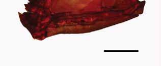 Moenkhausia bipunctialbicaudalis n. comb., NUP 1365, afluente do Rio Corumbá, Bacia do alto rio Paraná, Caldas Novas, Goiás, Brasil. Barra 1mm Coloração em álcool.