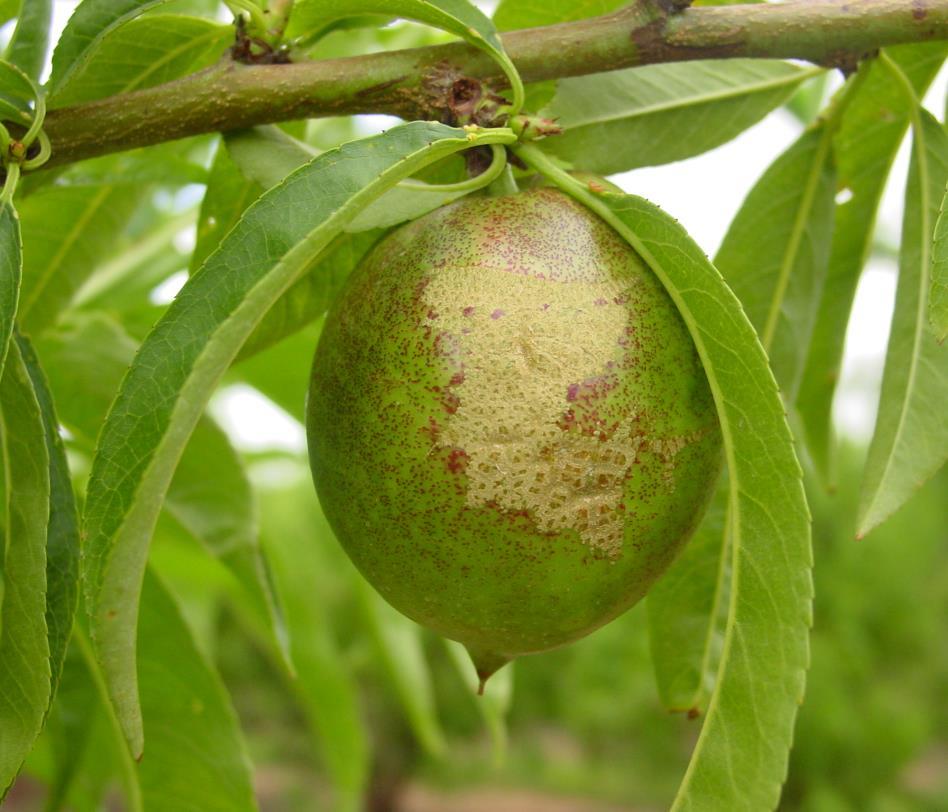 Assim, recomenda-se aos Srs Fruticultores para avaliarem qual o estado fenológico dominante e deteção da presença do insecto nas flores, procedendo do seguinte modo: realização de batidas manuais em,