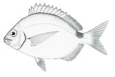 Número de indivíduos N Número de indicíduos N 40 média de D. argenteus ocorreu na área exposta (Figura 21 B). 010 A Diplodus argenteus KW-H(7;190) = 63.