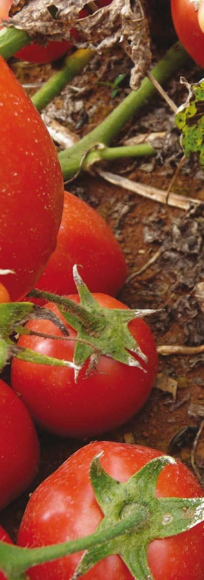 Capa César Eduardo Boff Defesa ativada A indução de resistência cada vez se populariza mais como ferramenta para o manejo da mancha bacteriana do tomateiro no Brasil.