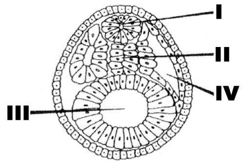 a) I Tubo Nervoso; II Intestino; III Notocorda; IV Celoma. b) I Notocorda; II Celoma; III Tubo Nervoso; IV Intestino. c) I Intestino; II Tubo Nervoso; III Celoma; IV Notocorda.