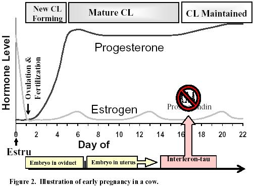 denominada de proteína trofoblástica bovina I.